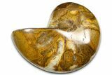 Polished Fossil Nautilus (Cymatoceras) - Madagascar #378986-1